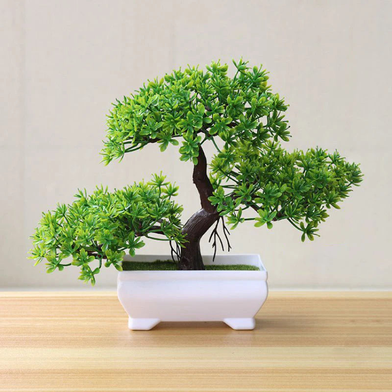 VINE BONSAI PLANT